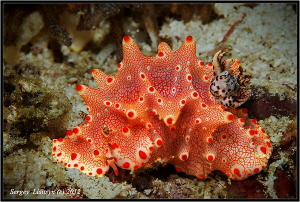 Nudibranch. Donsol. by Sergey Lisitsyn 